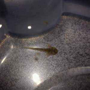 Hatchling 2