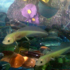 Ender is the slightly larger one on top and Bean is the smaller axie on the bottom right.