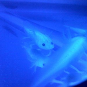 Glowing under the led.