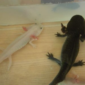 Jake and Scylla