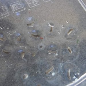 mojo's eggs - arrival