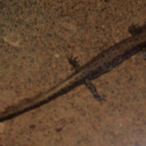 Larval dark sided salamander