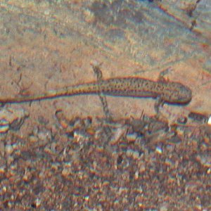 Another larval dark sided