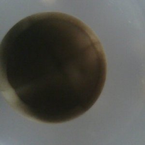 still four cells