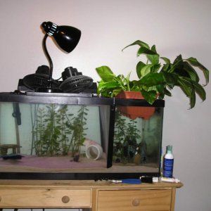 Trying a new project, moved most my aquatic plants to other tanks, and am seeing how well hydroponics work out for filtration