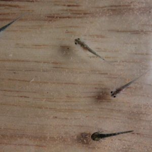 My little babies! =]