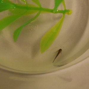Larva, Day 1.