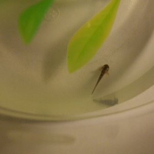 Larva, Day 1.
