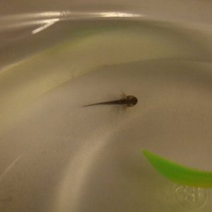 Larva, Day 1.
