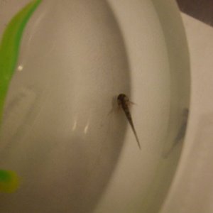Larva, Day 1.