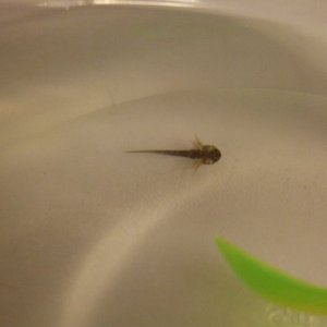Larva, Day 1.