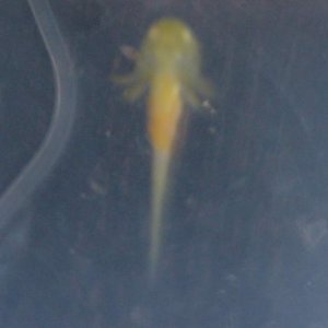 Wooper