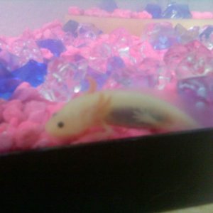 My new baby axolotl. Does it's stomach look okay?