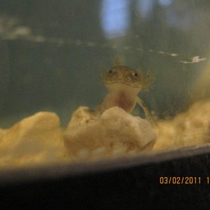 4 weeks old