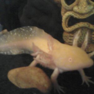 Beryl ATTEMPTING to be photogenic...on his 3rd or 4th try.