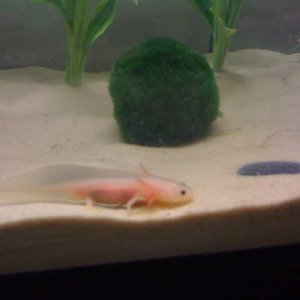 Moe in front of his moss ball