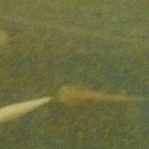 22032011 01

Faced with a Toothpick!