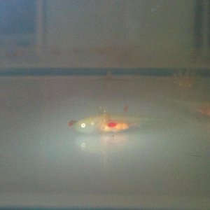 04042011 02

Shiney! Like their dad.
Taken with a small LED torch light.