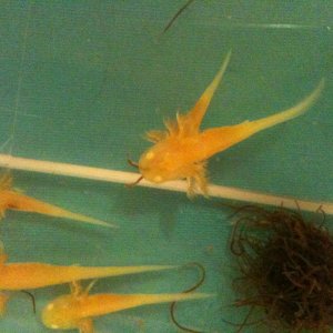 08042011 02

om nom nom!!