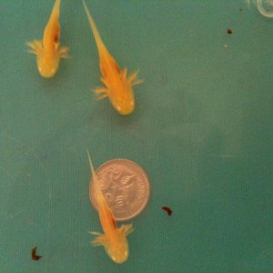 10042011 01

Compared to an Aussie 5c coin (19mm or 3/4 in. dia.)