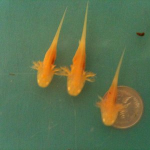 10042011 02

Back Legs starting to show.
Compared to an Aussie 5c coin (19mm or 3/4 in. dia.)