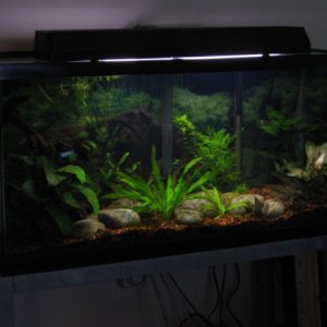33 Gallon Planted Tank (Odessa Barbs,silver tip Tetras, otto's, Paradise Fish, Tiger snails)