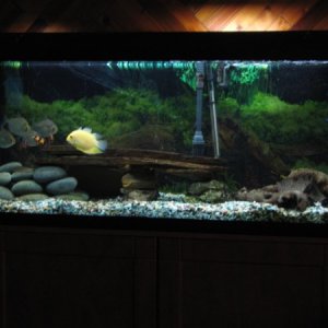 58 Gallon Tank (Gold Severum, Silver Dollar, Clown loach, Paradise fish, & Pleco)