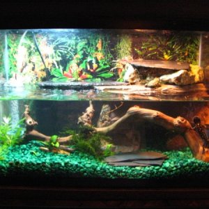 2 firebelly toads 1 Warty newt
