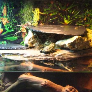 Fire belly toads