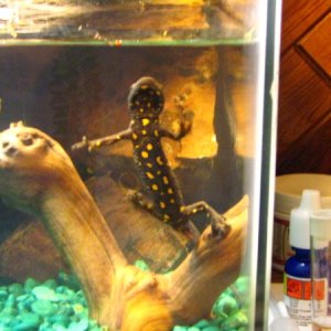 Warty Newt