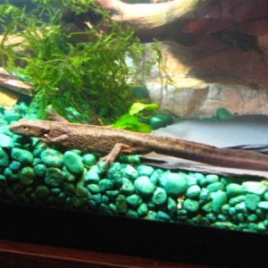 Warty Newt- Paramesotriton chinensis