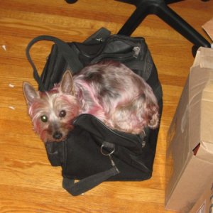 Silky toy terrier