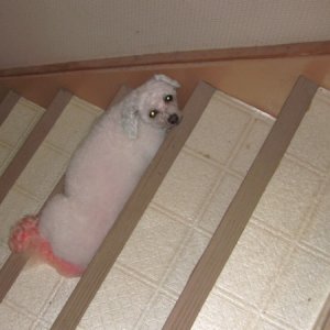 bijon frise