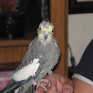 R.I.P. Igor