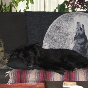 Black Dog