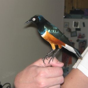 African Superb Starling