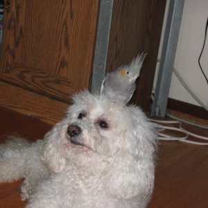 Bird on de head