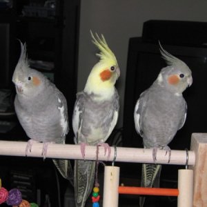 More Cockatiels