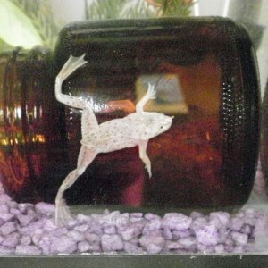 Arnold, african dwarf frog- an impluse buy at petco. :)  He was lonely and was doing a mating call for a few weeks so I finally relented and got him a