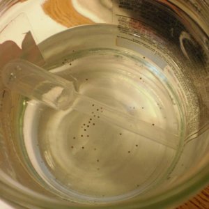 eggs right after being laid