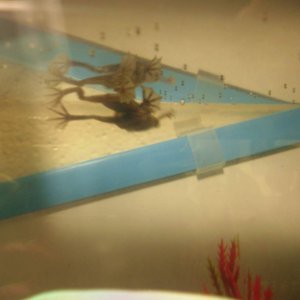 Mating and a LOT of eggs