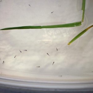 Tadpoles at two days old. 35 hatched and so far all of them are alive :)