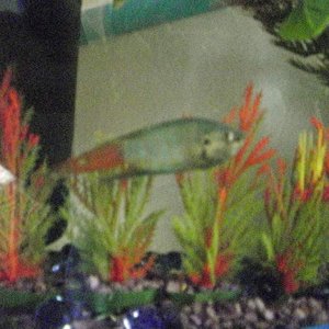Can't forget about my Paradise Guarami, Bully :) Interestingly, he is in with my dwarf frogs and seems to be doing fine with them. He will actually mi
