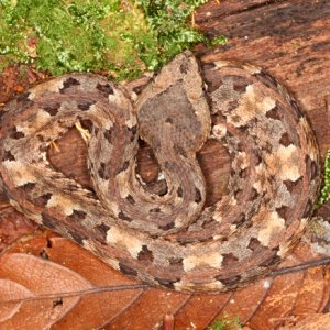 Porthidium nasutum - Hog Nosed Pit Viper
