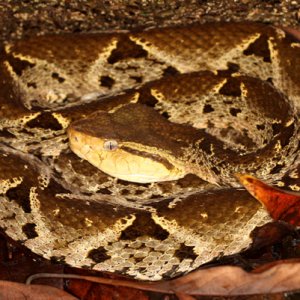 Bothrops asper - Fer-de-Lance