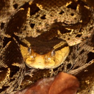 Bothrops asper - Fer-de-Lance