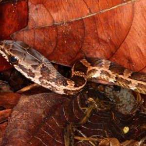 Mastigodryas melanolomus - Salmon Bellied Racer