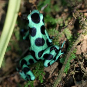 Dendrobates auratus - Green and Black Poison Frog