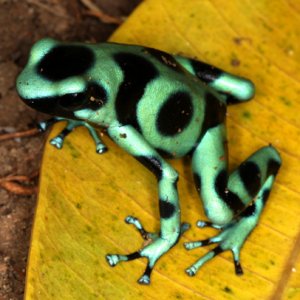 Dendrobates auratus - Green and Black Poison Frog