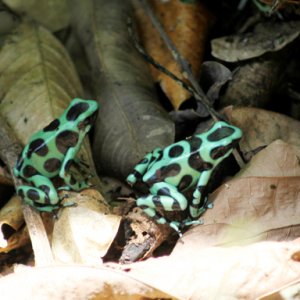 Dendrobates auratus - Green and Black Poison Frog